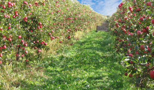 Pomme-Joya---Écoresponsable,-et-durable-et-pleine-d’amour